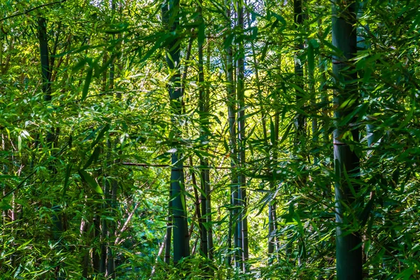 Зеленое Дерево Листья Лесу — стоковое фото