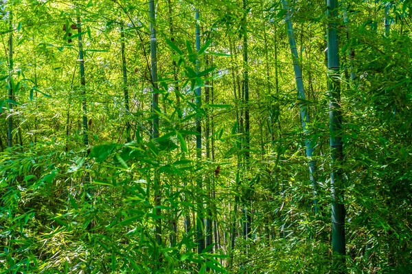 Hermoso Árbol Bambú Verde Hojas Bosque — Foto de Stock