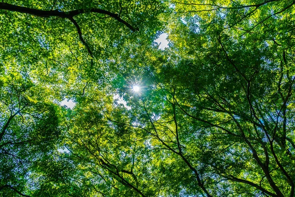 Bel Arbre Vert Tropical Feuille Dans Forêt Avec Lumière Soleil — Photo