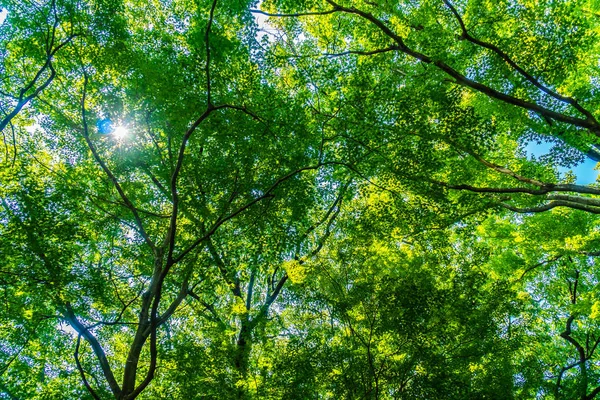 Зеленое Дерево Листья Лесу Солнечным Светом — стоковое фото