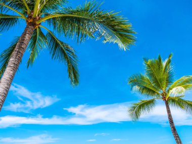 Güzel tropikal plaj ve deniz ile Hindistan cevizi hurma ağacının seyahat ve tatil