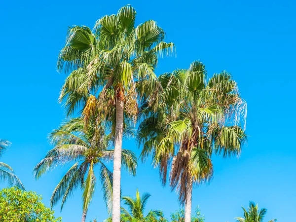 Smukke Tropiske Kokospalmer Blå Himmel Baggrund - Stock-foto