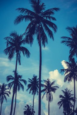Gökyüzü günbatımı zaman - Vintage filtre tropikal doğa ve siluet Hindistan cevizi hurma ağacı ile güzel açık görünüm