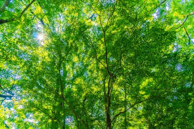 Güzel tropikal yeşil ağaç ve yaprak güneş ışığı ile ormanda