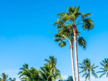 Mavi gökyüzü arka plan güzel tropikal Hindistan cevizi hurma ağacı