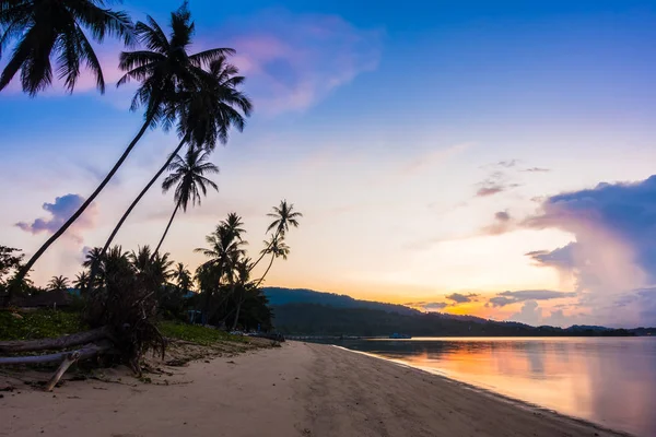바다와 여행에 코코넛 야자수 — 스톡 사진