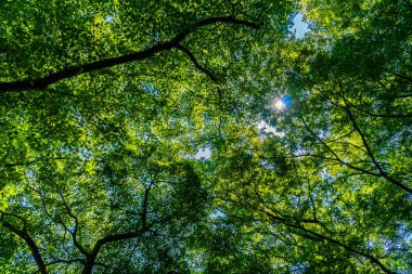 Güzel tropikal yeşil ağaç ve yaprak güneş ışığı ile ormanda