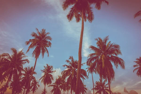 Piękny Widok Zewnątrz Tropikalnych Przyrody Sylwetka Palmy Kokosowe Drzewo Niebie — Zdjęcie stockowe