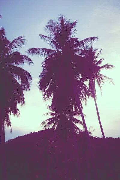 Красивий Відкритий Видом Тропічний Природи Силует Кокосова Пальма Небі Вечерние — стокове фото