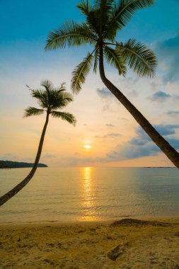 Plaj ve deniz Hindistan cevizi hurma ağacı günbatımı zaman - tatil tatil ve seyahat kavramı etrafında güzel Cennet Adası