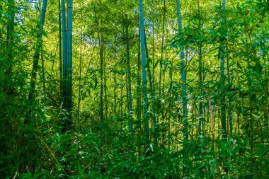 Güzel yeşil bambu ağacı ve yaprak orman