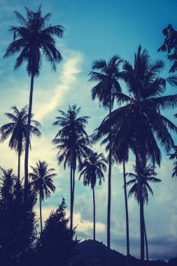 Gökyüzü günbatımı zaman - Vintage filtre tropikal doğa ve siluet Hindistan cevizi hurma ağacı ile güzel açık görünüm