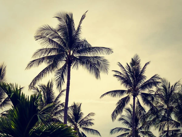 Piękne Tropikalne Palmy Kokosowe Drzewo Tle Niebieskiego Nieba — Zdjęcie stockowe