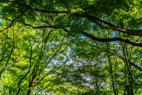 Зеленое Дерево Листья Лесу Солнечным Светом — стоковое фото