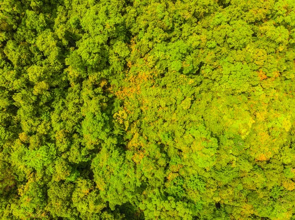 Piękny Widok Lotu Ptaka Drzew Lesie Lecie Wakacje — Zdjęcie stockowe