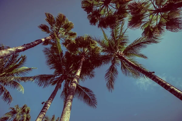 Prachtige Tropische Natuur Coconut Palm Tree Met Hemelachtergrond Vintage Filter — Stockfoto