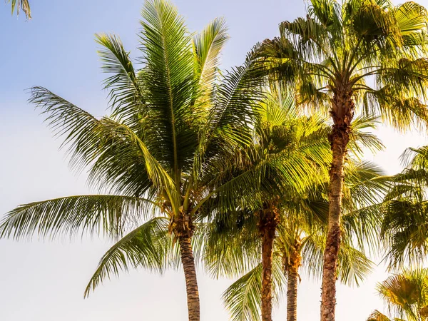 Mavi gökyüzü arka plan güzel tropikal Hindistan cevizi hurma ağacı