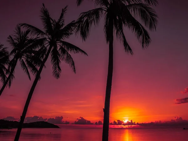 Güzel tropikal plaj deniz ve okyanus ile Hindistan cevizi hurma ağacı gündoğumu zaman seyahat ve tatil için