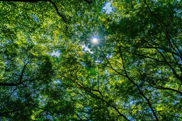 Bel Arbre Vert Tropical Feuille Dans Forêt Avec Lumière Soleil — Photo