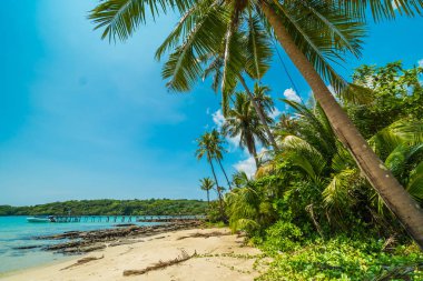 Güzel tropikal plaj ve deniz paradise Island Seyahat ve tatil için Hindistan cevizi hurma ağacı