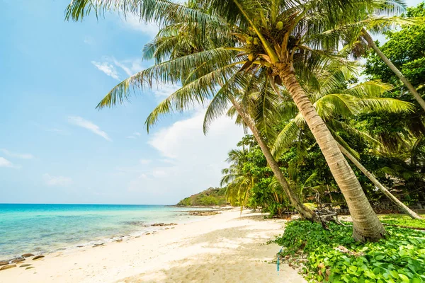 Beautiful Paradise Island Beach Sea Coconut Palm Tree Sunset Time — Stock Photo, Image