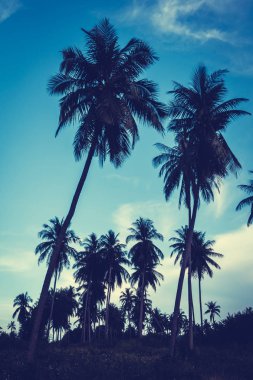 Gökyüzü günbatımı zaman - Vintage filtre tropikal doğa ve siluet Hindistan cevizi hurma ağacı ile güzel açık görünüm