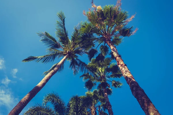 Vackra Tropiska Och Natur Coconut Palm Tree Med Himmel Bakgrund — Stockfoto