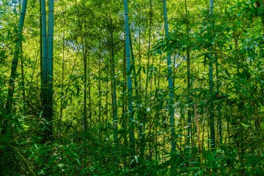 Güzel yeşil bambu ağacı ve yaprak orman