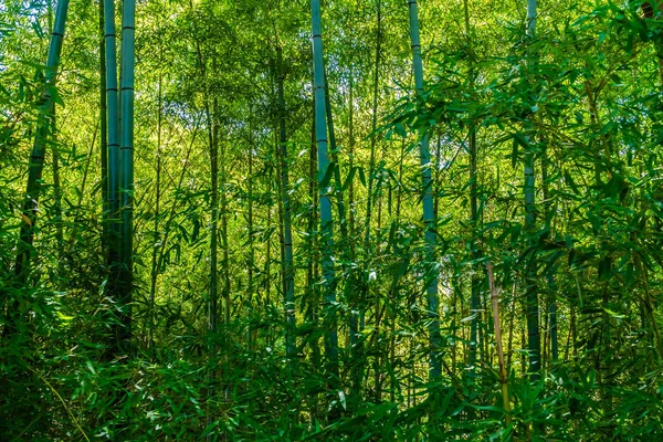 Güzel yeşil bambu ağacı ve yaprak orman