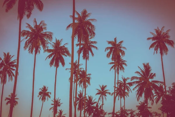Gökyüzü günbatımı zaman - Vintage filtre tropikal doğa ve siluet Hindistan cevizi hurma ağacı ile güzel açık görünüm