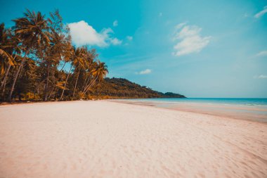 Güzel doğa tropikal plaj ve Hindistan cevizi hurma ağacı için cennet adasında tatil seyahat