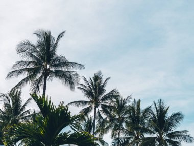 Mavi gökyüzü arka plan güzel tropikal Hindistan cevizi hurma ağacı