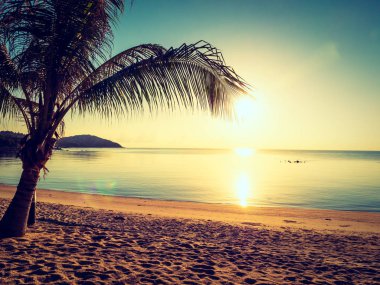 Güzel tropikal plaj ve deniz ile Hindistan cevizi hurma ağacının seyahat ve tatil