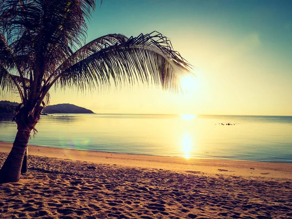 Güzel tropikal plaj ve deniz ile Hindistan cevizi hurma ağacının seyahat ve tatil