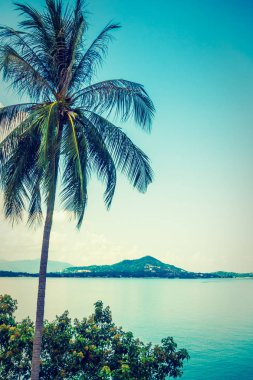 Deniz okyanus mavi gökyüzü arka plan üzerinde güzel Hindistan cevizi hurma ağacı