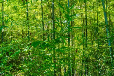 Güzel yeşil bambu ağacı ve yaprak orman