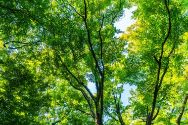 Güzel tropikal yeşil ağaç ve yaprak güneş ışığı ile ormanda