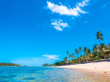 Güzel tropikal plaj ve deniz ile Hindistan cevizi hurma ağacının seyahat ve tatil
