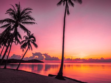 Güzel tropikal plaj deniz ve okyanus ile Hindistan cevizi hurma ağacı gündoğumu zaman seyahat ve tatil için