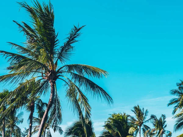 Hermosa Palmera Coco Tropical Sobre Fondo Azul Del Cielo — Foto de Stock