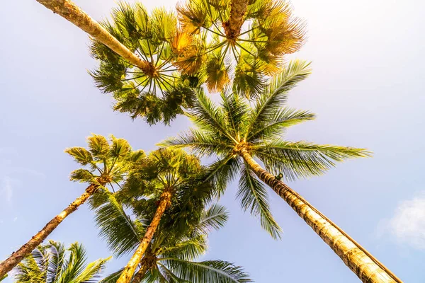 Krásné Tropické Přírodní Kokosová Palma Strom Pozadí Oblohy Vintage Filtr — Stock fotografie