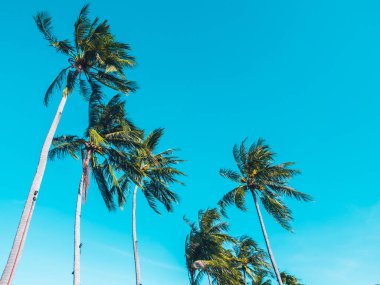 Mavi gökyüzü arka plan güzel tropikal Hindistan cevizi hurma ağacı