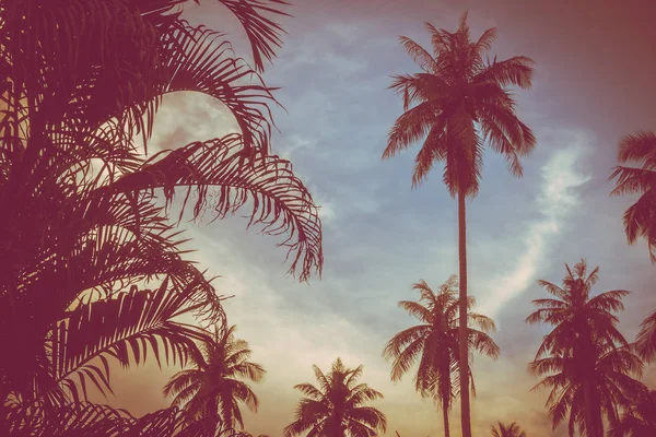 Beautiful Outdoor View Tropical Nature Silhouette Coconut Palm Tree Sky — Stock Photo, Image