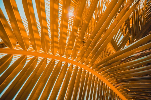 Nahaufnahme Schöne Kokosnussblatt Mit Himmel Hintergrund — Stockfoto