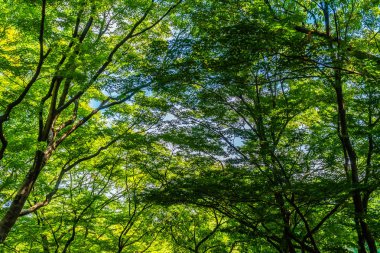 Güzel tropikal yeşil ağaç ve yaprak güneş ışığı ile ormanda