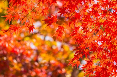 Sonbahar sezonu ağacın güzel kırmızı ve yeşil akçaağaç yaprağı