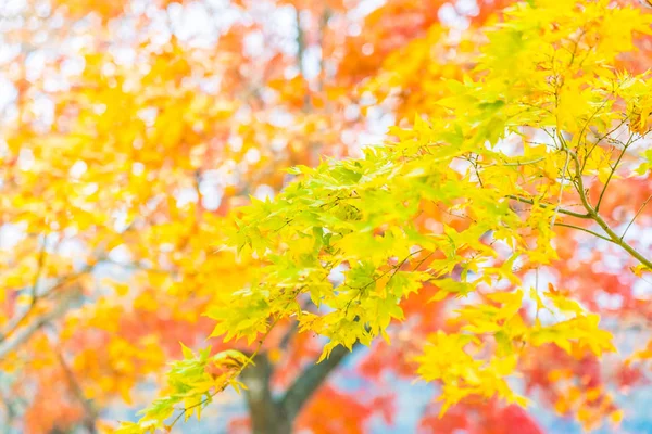 Красивый Красный Зеленый Кленовый Лист Дереве Осенний Сезон — стоковое фото