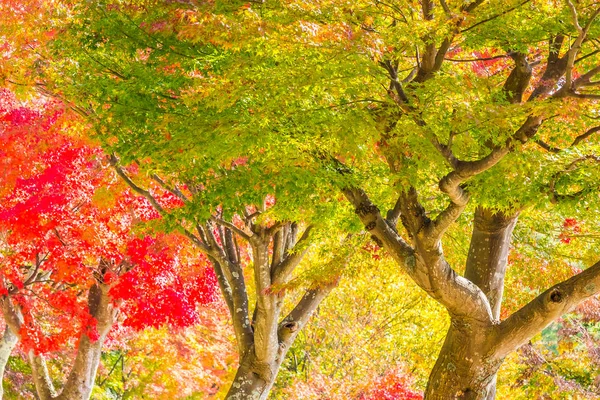 Красивий Червоно Зелений Кленовий Лист Дереві Осінній Сезон — стокове фото