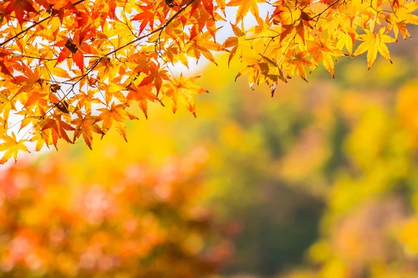 Красивий Червоно Зелений Кленовий Лист Дереві Осінній Сезон — стокове фото