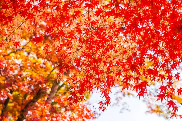 Belle Feuille Érable Rouge Verte Sur Arbre Automne — Photo